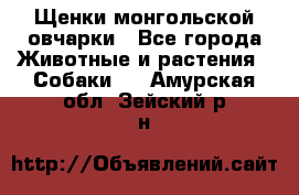 Щенки монгольской овчарки - Все города Животные и растения » Собаки   . Амурская обл.,Зейский р-н